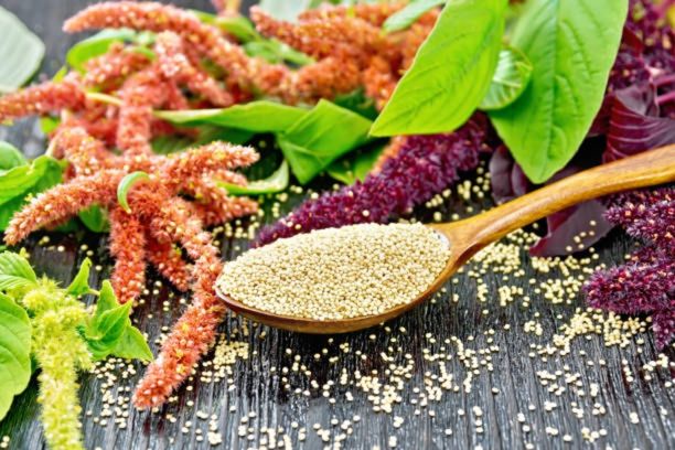 Why Amaranth Grains Are Wonderful For Your Diet