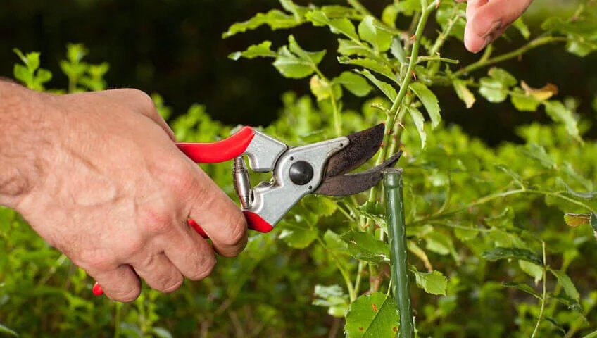 The Correct Way to Use Electric Pruning Shears, Are You Using It Correctly